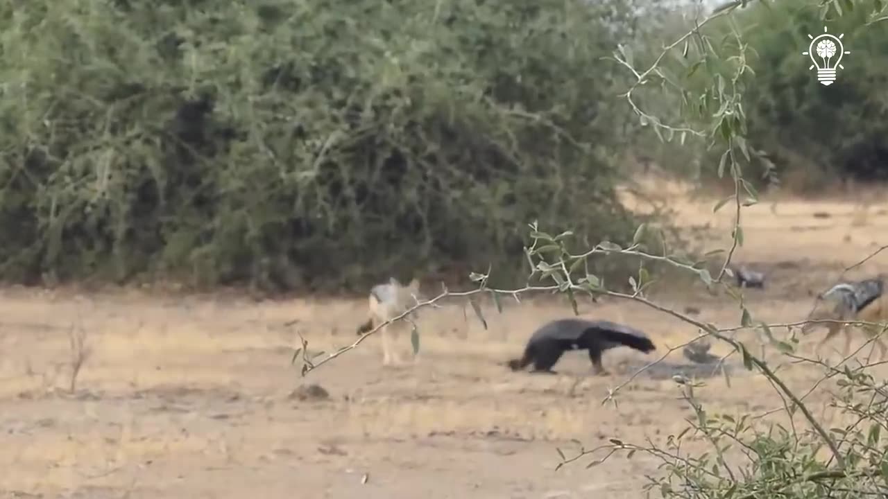 HONEY BADGER is the most aggressive and fearless animal in the world! Honey badger vs lion, leopard