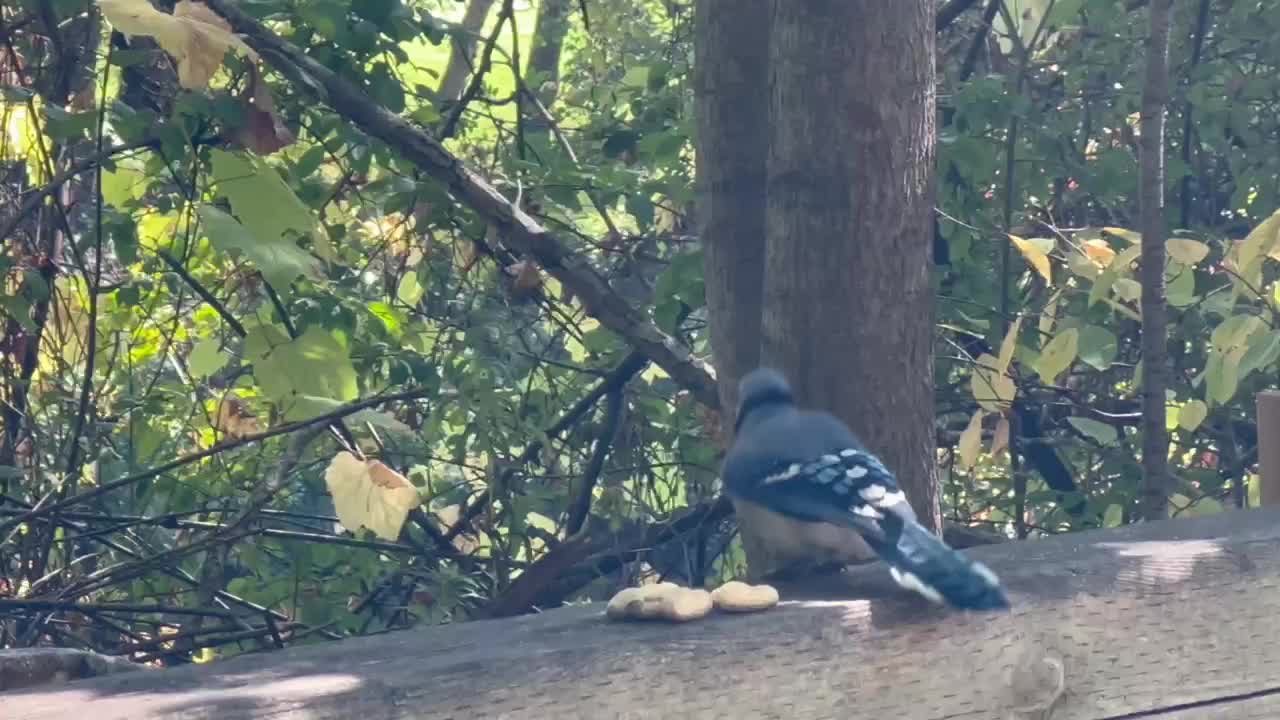 Blue Jays love peanuts