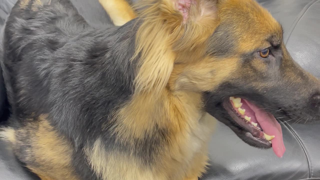 German Shepherd Dog