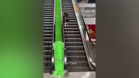 Funny animals2023