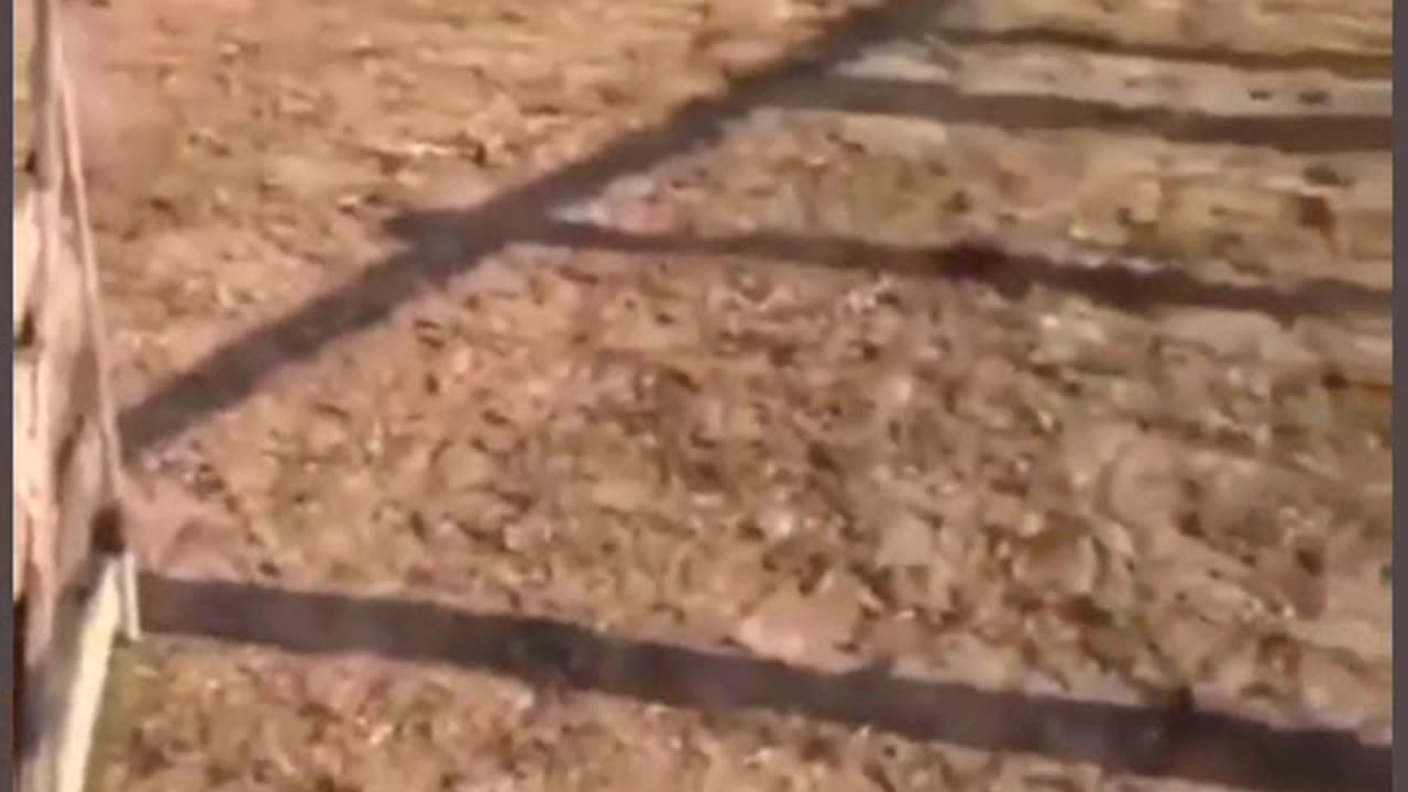 Funny animal video