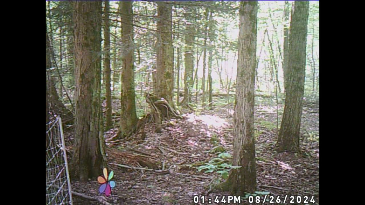 trail cam 6