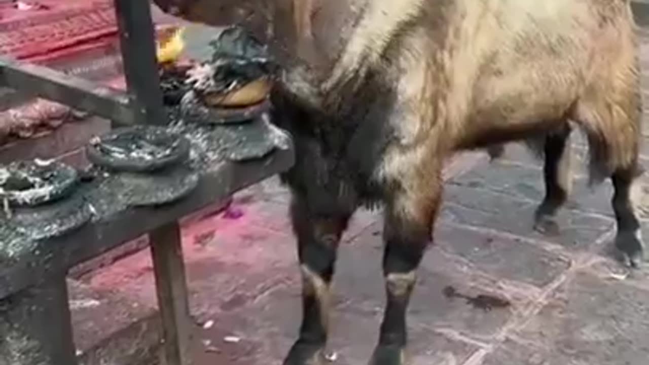 A goat trying to get rid of parasites