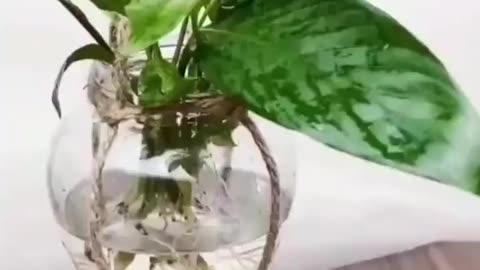 Lifehack a hanging plant plot