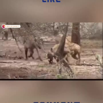 Animals Attacking others Animals HD