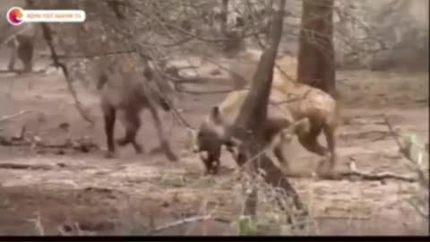 Animals Attacking others Animals HD