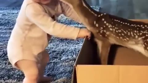 Two cute dear baby