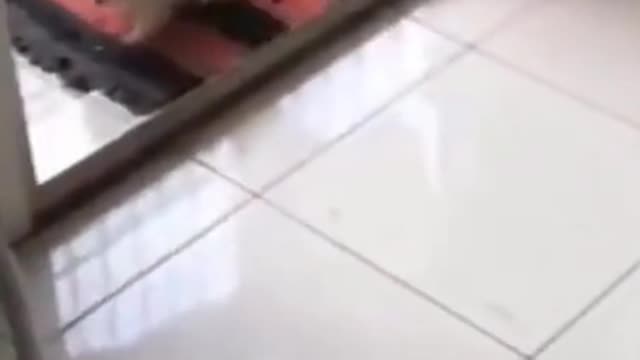 cute puppy play dead #shorts