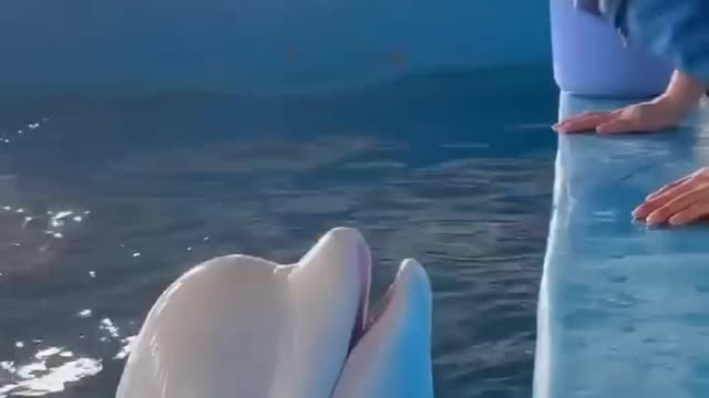 Beautiful dolphin kiss