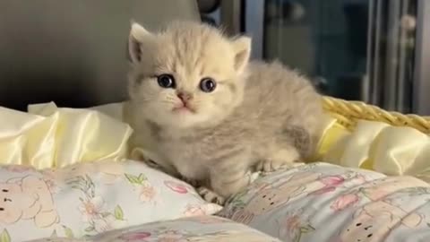 Cute Cats & Funny Cats 😍😍😅😅 #shorts #reels #cats #viral #mmvcats