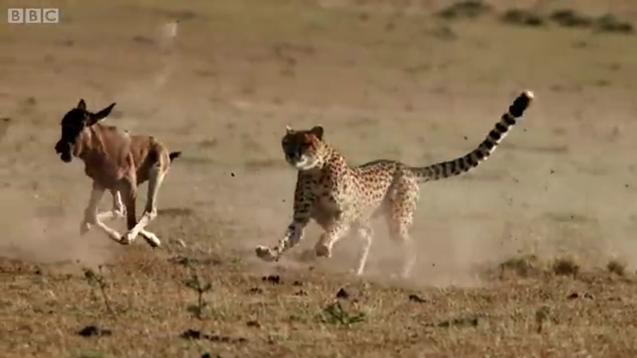 Cheetah_chases_wildebeest_