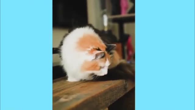 Cute funny cats video latest 2023