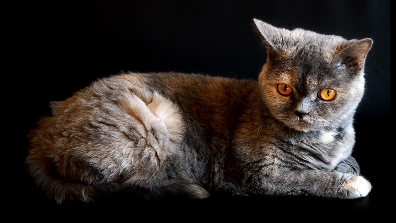 Funny Animal Videos 2023 - Funniest Cats Video πΊπ