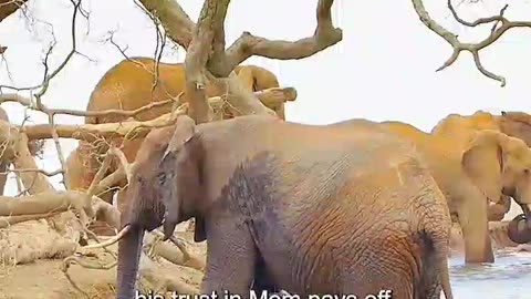 The elephant saved her own child👈