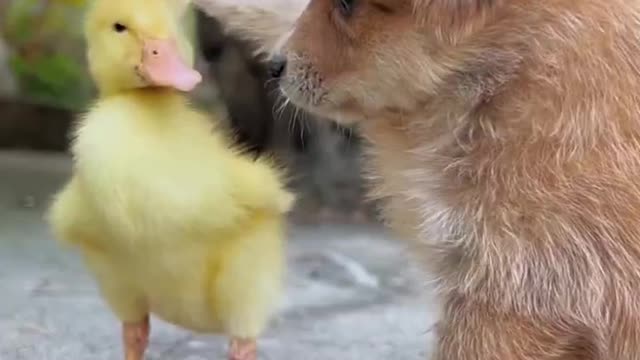 This is a puppy who will take care of ducklings