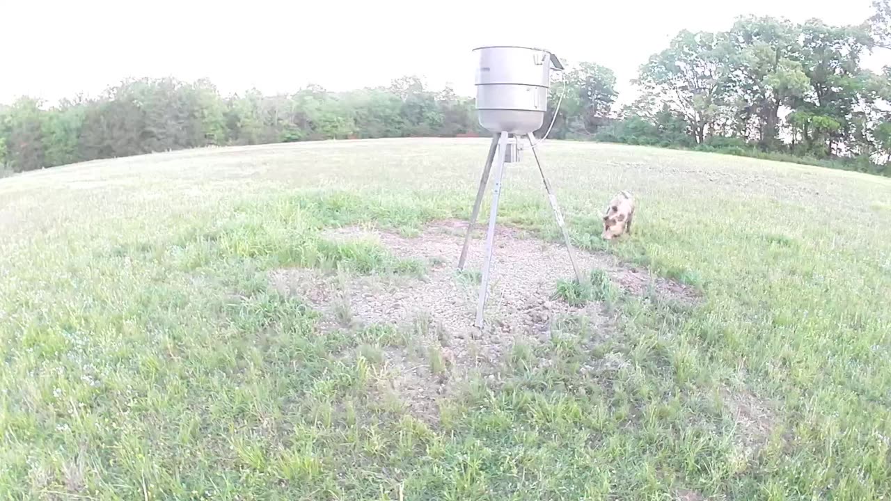 Tri-color BOAR is having his dinner during the day!! GORGEOUS!!! 4.9.23