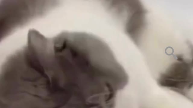 funny cat doing cut things