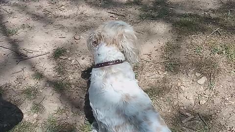 Buppy at flippin Arkansas dog park