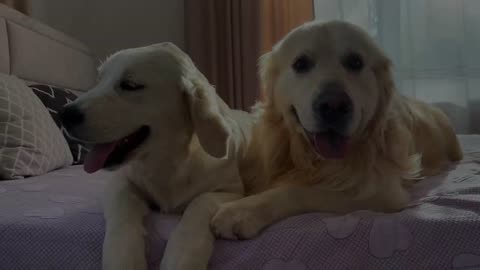 Golden Retriever Dog and Puppy Friendship!