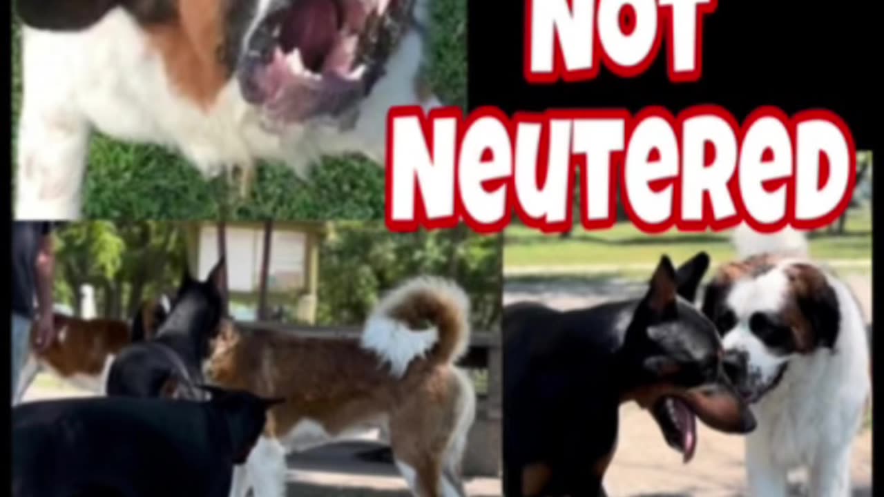 Should you spay or neuter your dog?￼