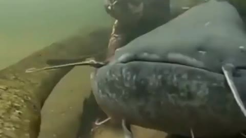 This is a beautiful and charming water-dwelling species