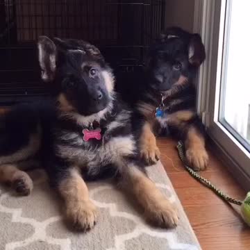 Cachorros de Ovejero Alemán inclinan adorablemente la cabeza