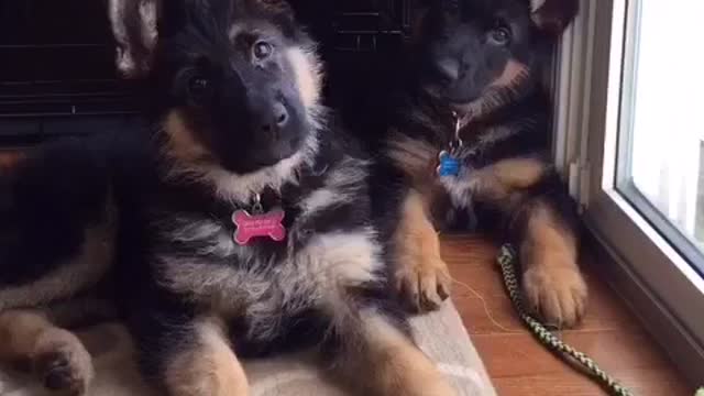 Cachorros de Ovejero Alemán inclinan adorablemente la cabeza