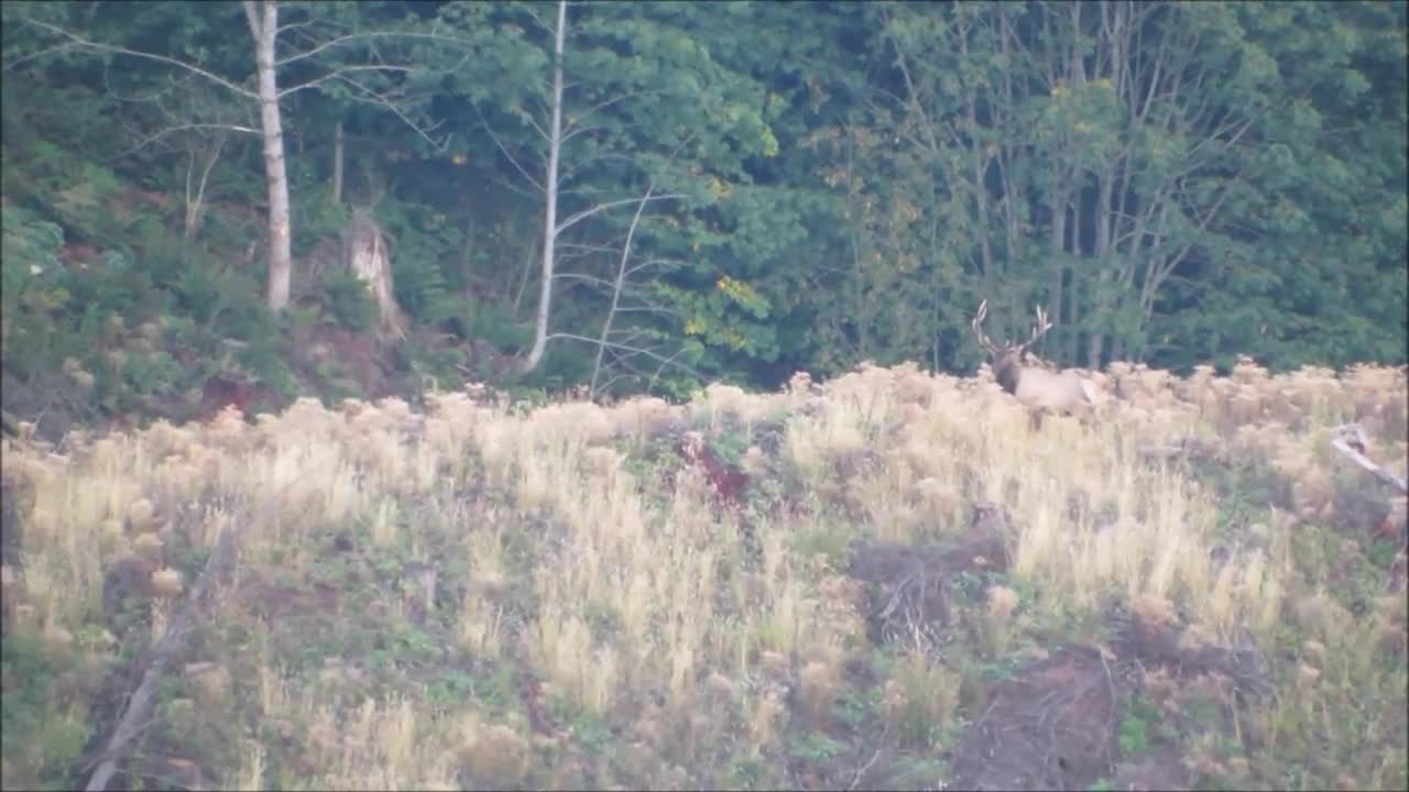 Solid Washington Bull