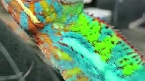 Rare Creature #shorts #viral #shortsvideo #video