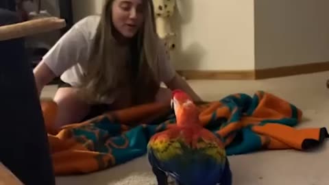 Overdramatic parrots