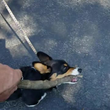 Reinforcing the At Ease cue with Loki.