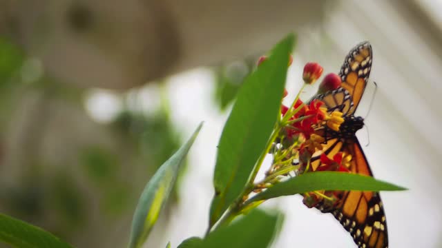 Monarch Butterfly On Little Flowers