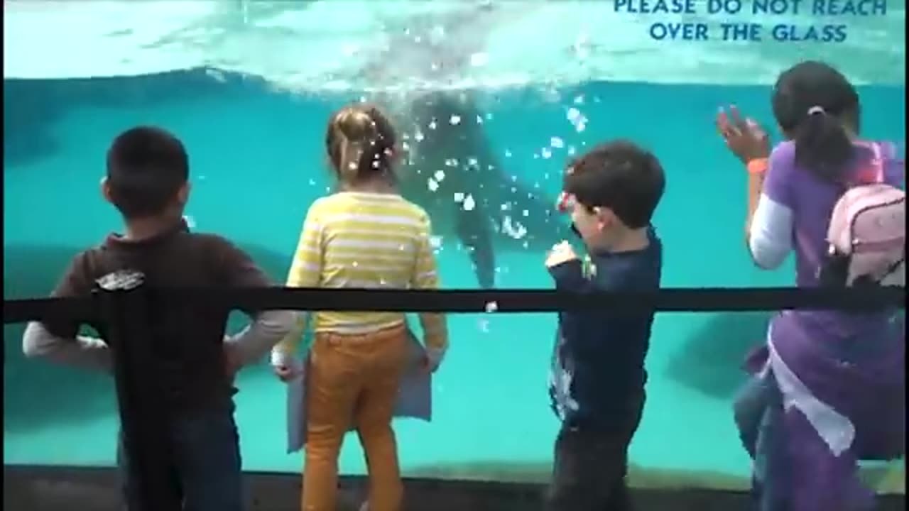 Funny_Kids_at_the_Aquarium_|_Girl__By_A