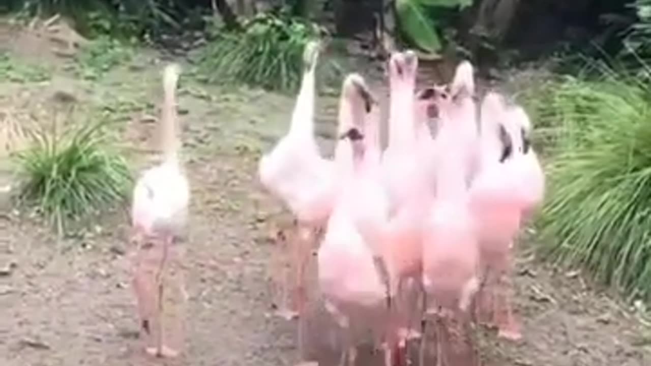 Flamingos Unique Walking in Groups #shorts #viral #shortsvideo #video