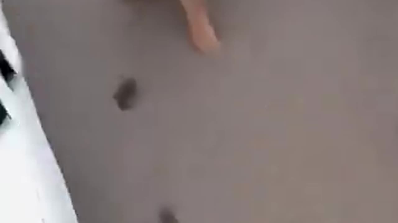 Lion escape in karachi