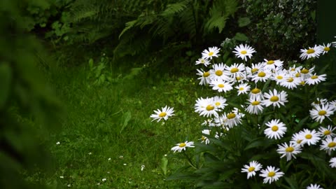 Margherita flowers with the sound of rain