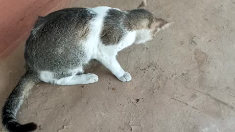 How to Cat sleeping 😪😴