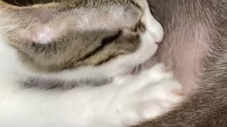 Cat Tries to Nurse From Male Dog