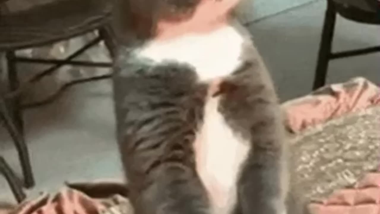 Cute Cat Gif