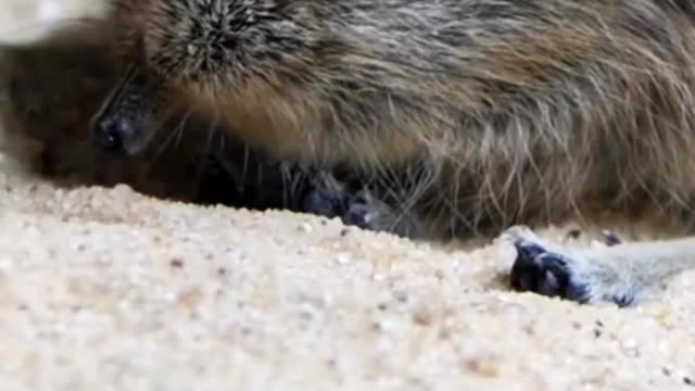 The cutest little elephant shrew in the world