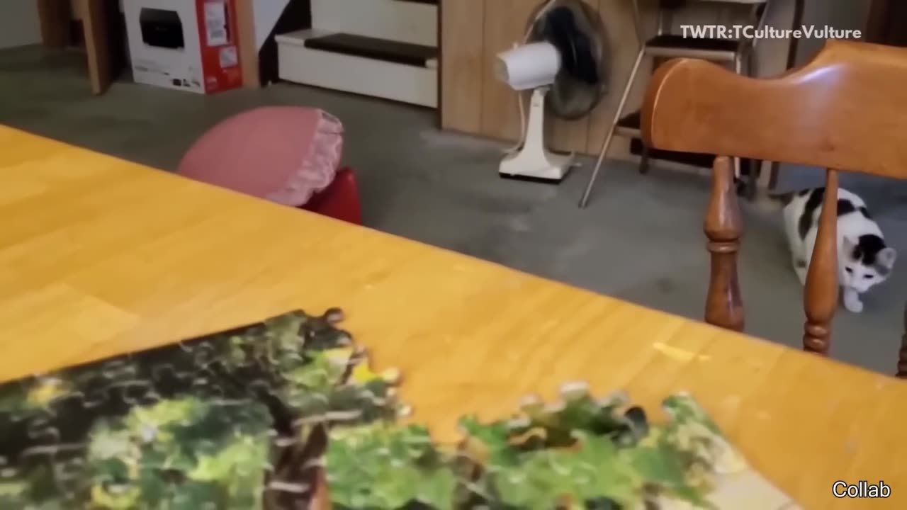 Best funny videos everππππ