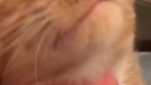 Just cat things 🐈 ig jackster_cat, serge_the_cat