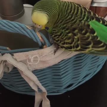 The lovebird does what its owner says and goes to the perfume and makeup box and messes with it