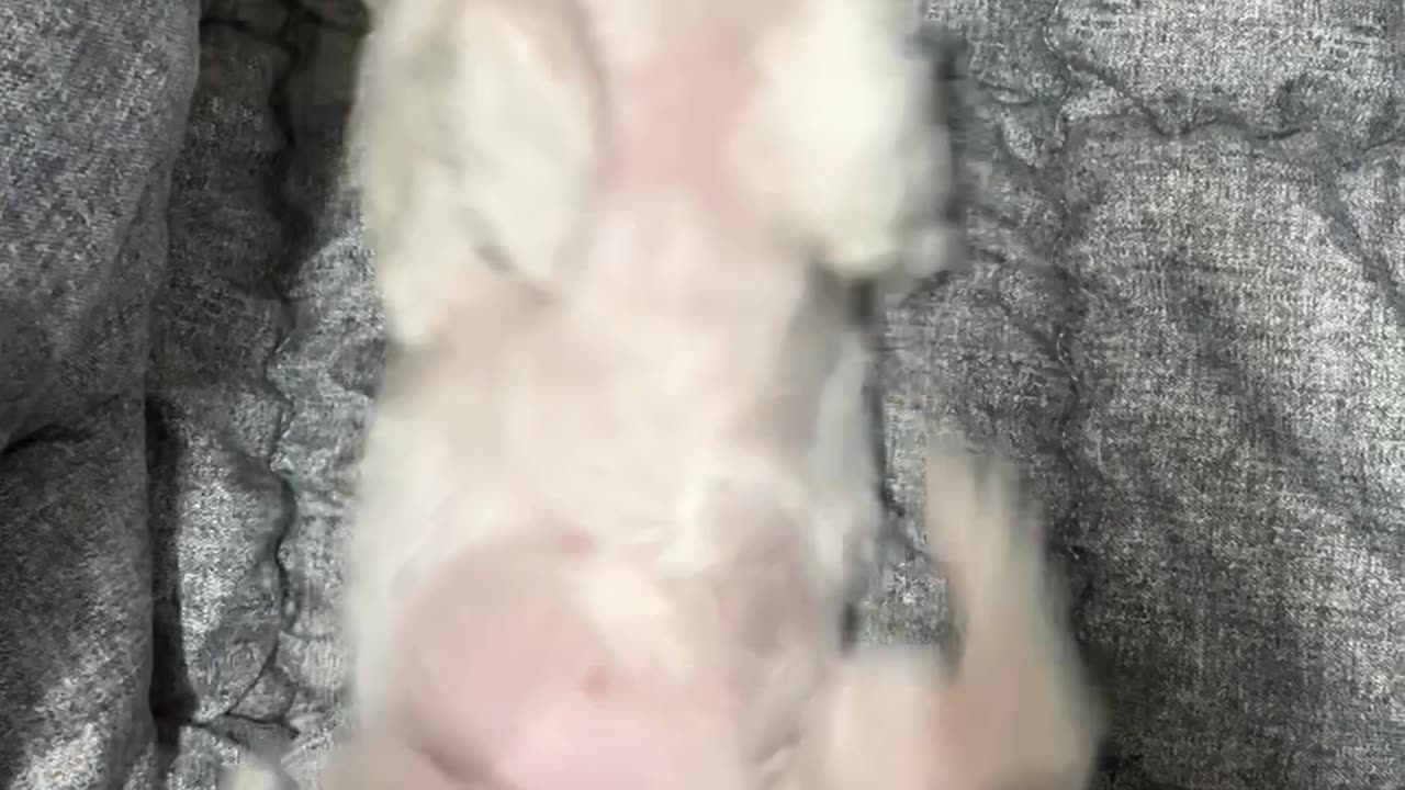 happy dog