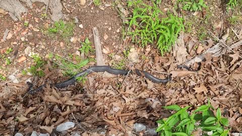 SW Missouri Blacksnake