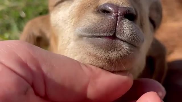 Little lamb enjoying some little rubs🐑😍