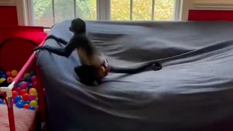 Funny monkey video