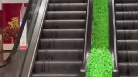 Funniest Cats and Dogs