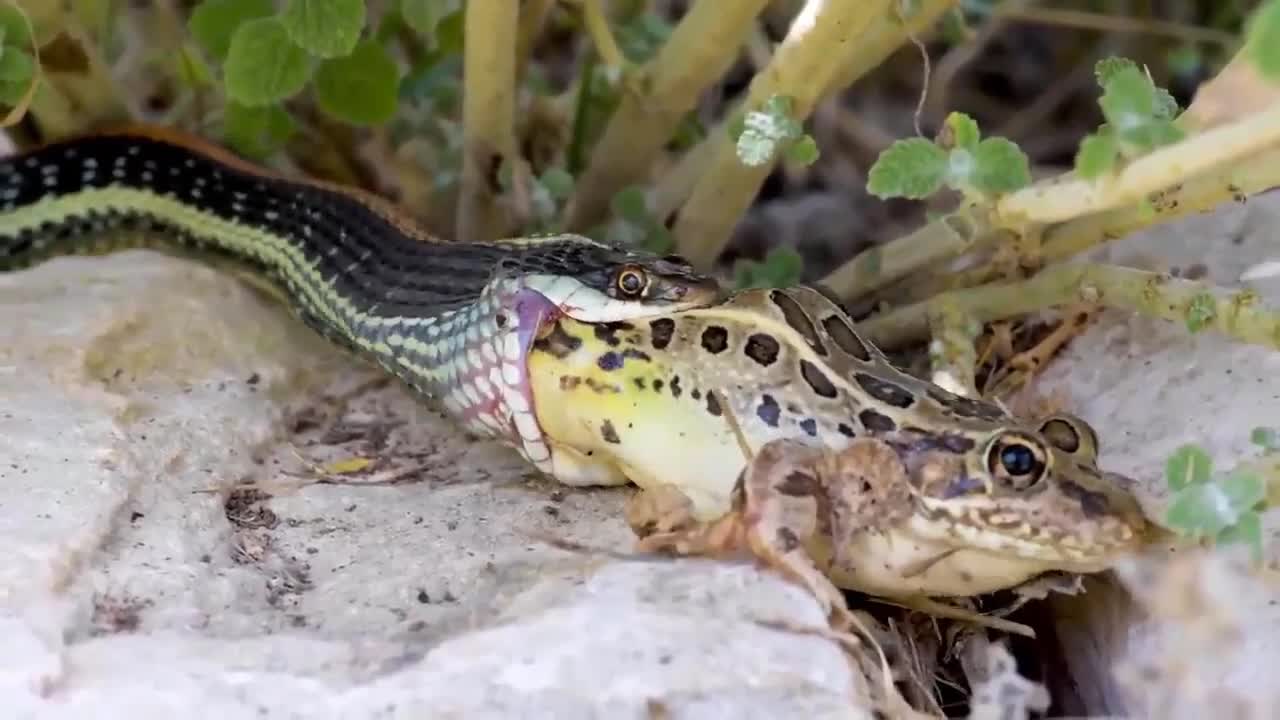 Ribbon Snake hunting Leopard Frog!