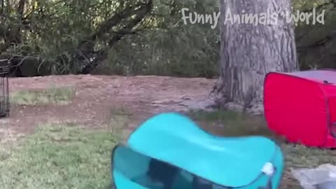 Funniest Cats And Dogs Videos - Best Funny Animal Videos 2022